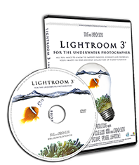 New Release